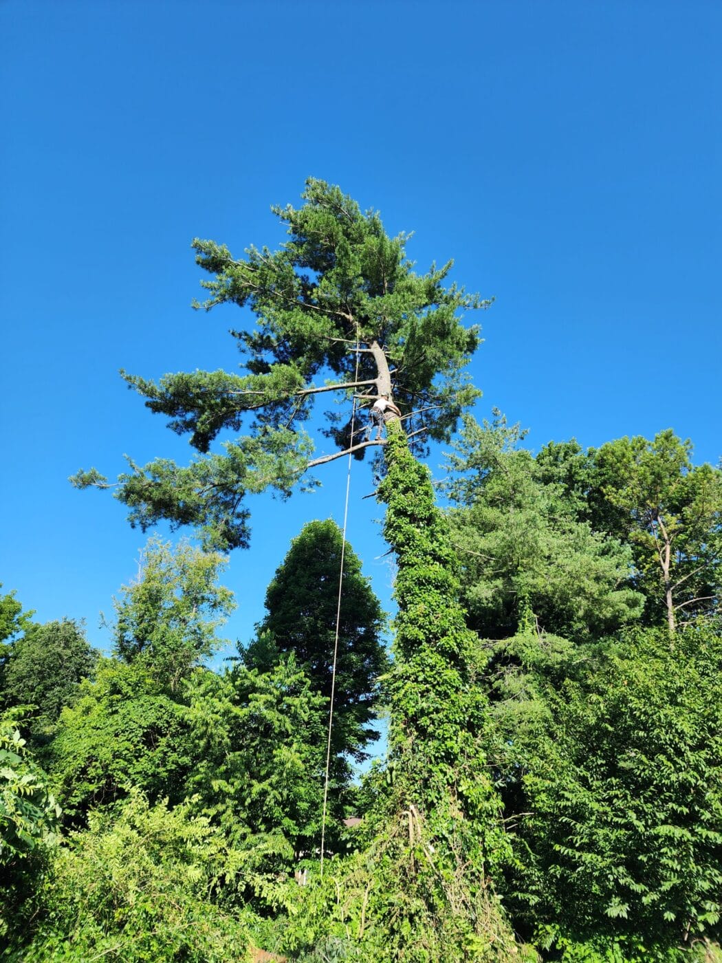 Man high up in tree timming branches