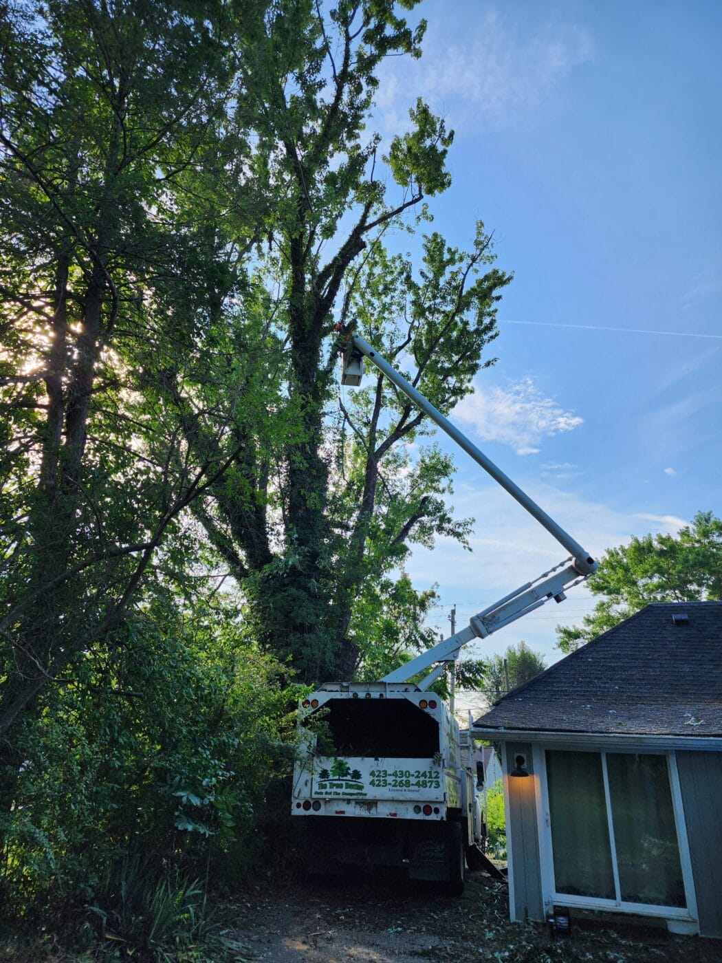 Tree Health Assessment