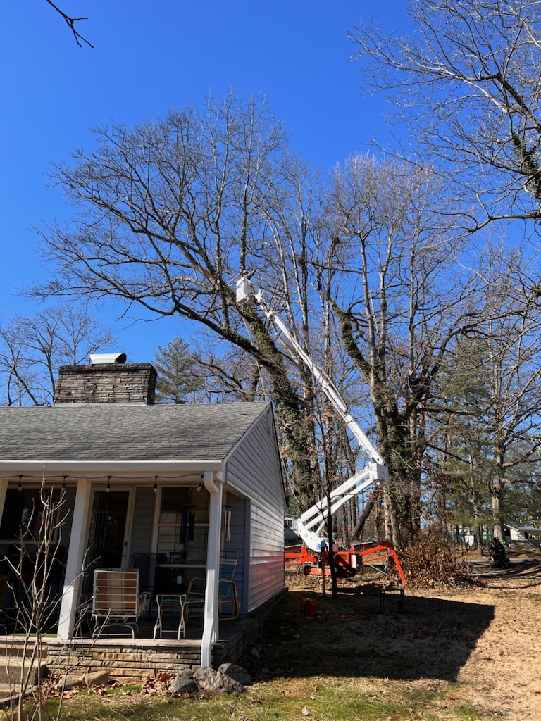 Tree removal