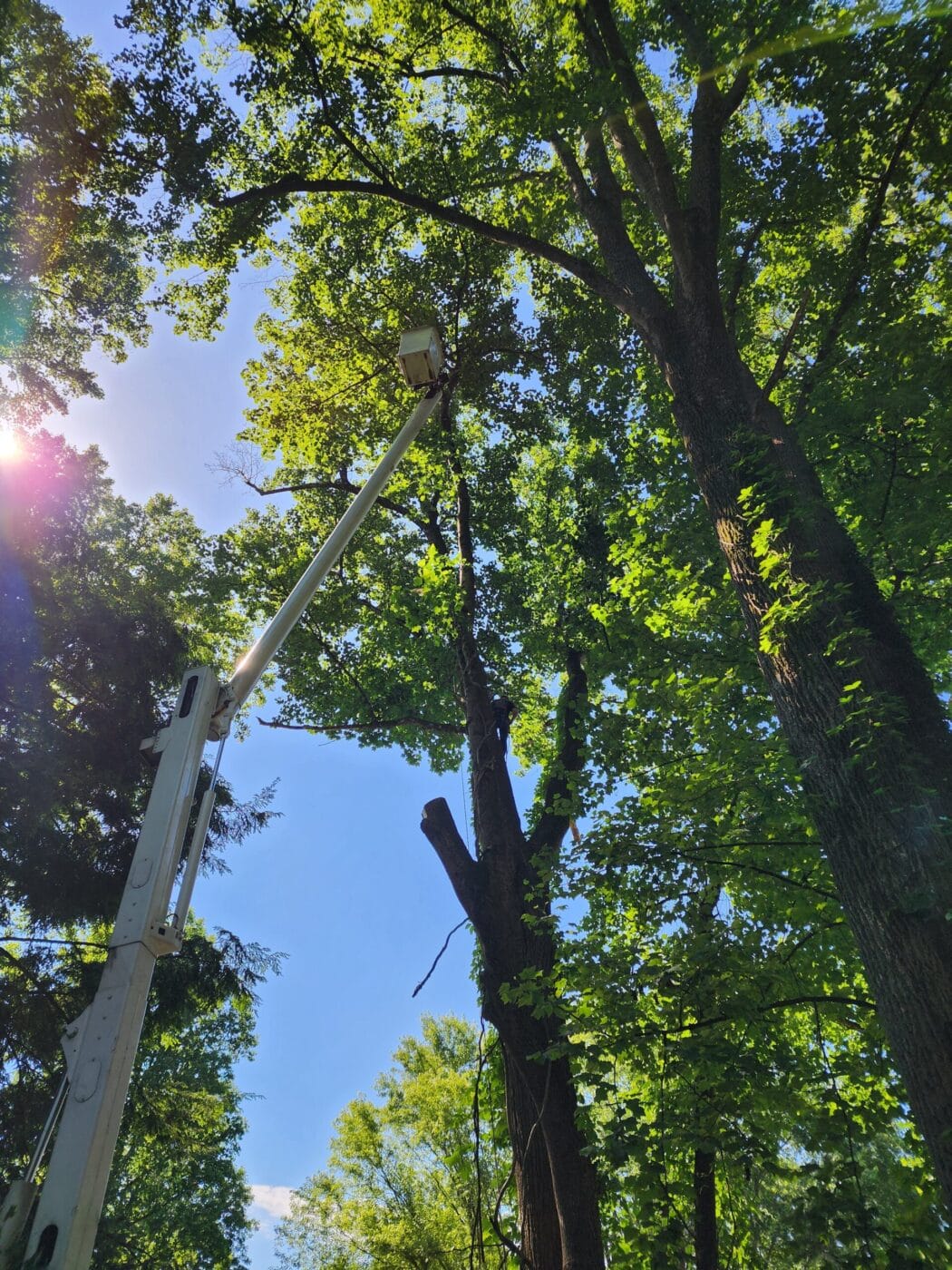 Tall Tree Being Trimmed in Elizabethton TN