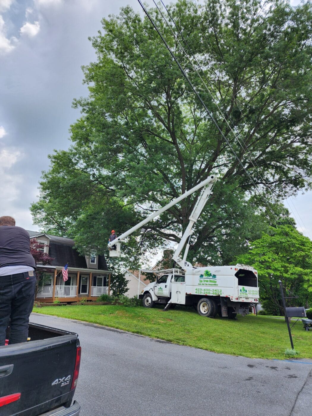 Tree Trimming in Jonesborough TN